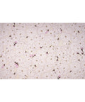 Cherry Blossom Drapery