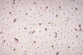 Upholstery - Sample