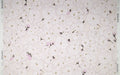 Cherry Blossom Wallpaper - 60"
